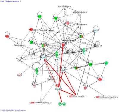 Screening and functional analysis of the differential peptides from the placenta of patients with healthy pregnancy and preeclampsia using placental peptidome